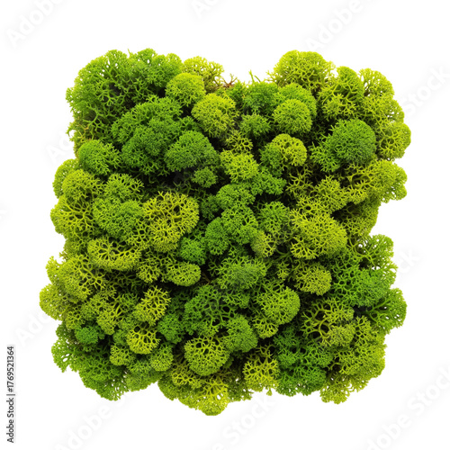Square panel of green reindeer moss isolated on transparent background, top view