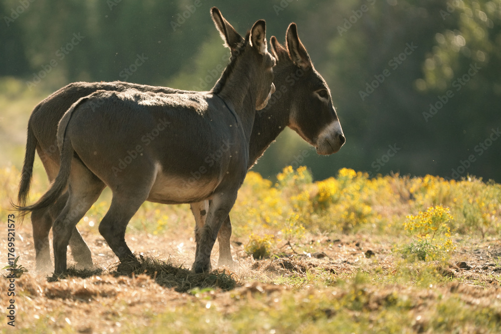 Fototapeta premium Mini donkey friends playing in farm field, blurred background.