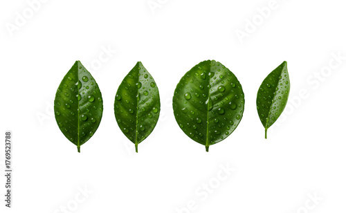 Citrus leaves with droplets (orange, lemon, grapefruit, pomegranate) set against a white background

