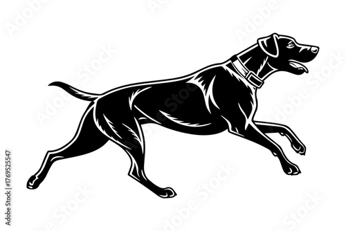 dog runing silhouette pure white background