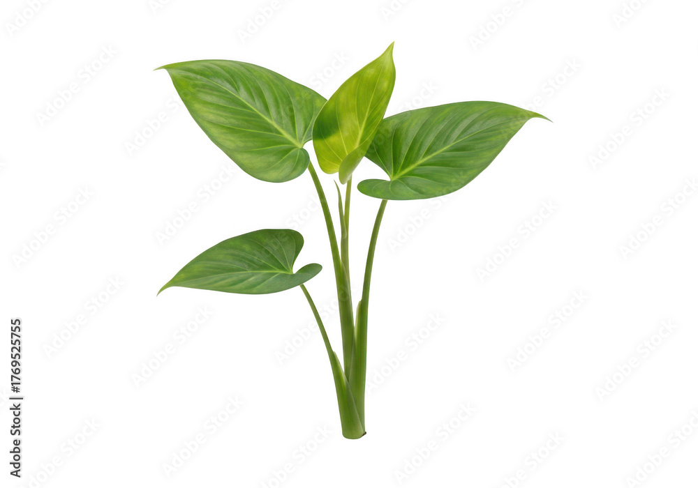 Fototapeta premium Lush green Homalomena plant brings vibrant freshness to your interiors and design projects