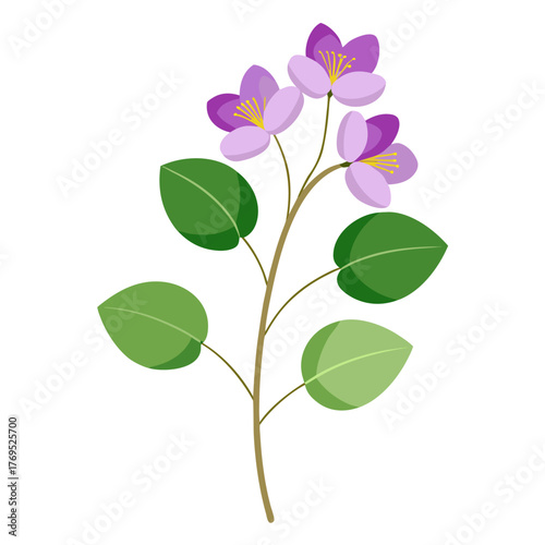 honesty flower lunaria annua on white background