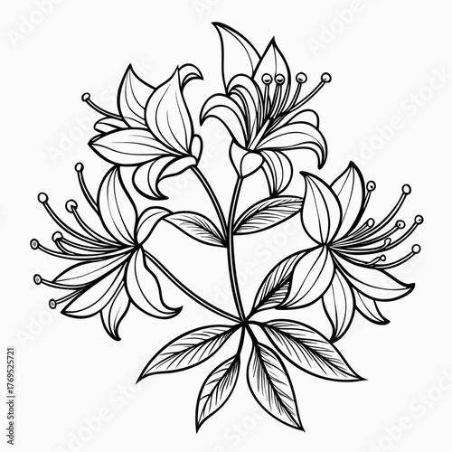  honeysuckle line art flower vector on white background