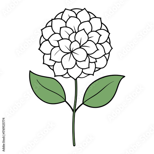   hydrangea paniculata flower vector line art on white backgground