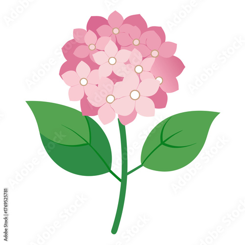  hydrangea paniculata flower on white background