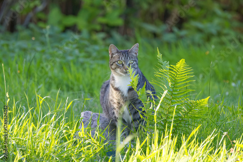 Wall Mural Grey-white cat sitting in the grass hidden behind fern, front view of a wild cat