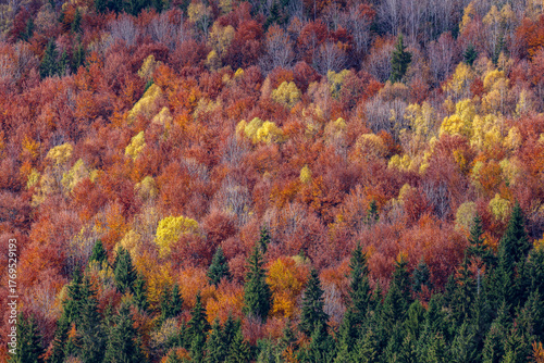 Vibrant Autumn Forest with Colorful Foliage, Perfect for Backgrounds. Autumn forest scene with vivid red, orange, and yellow foliage, capturing the beauty of fall colors in nature. 