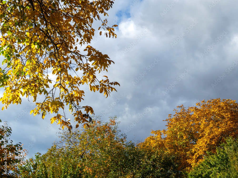 Fototapeta premium Vibrant Autumn Leaves Against Dramatic Cloudy Sky