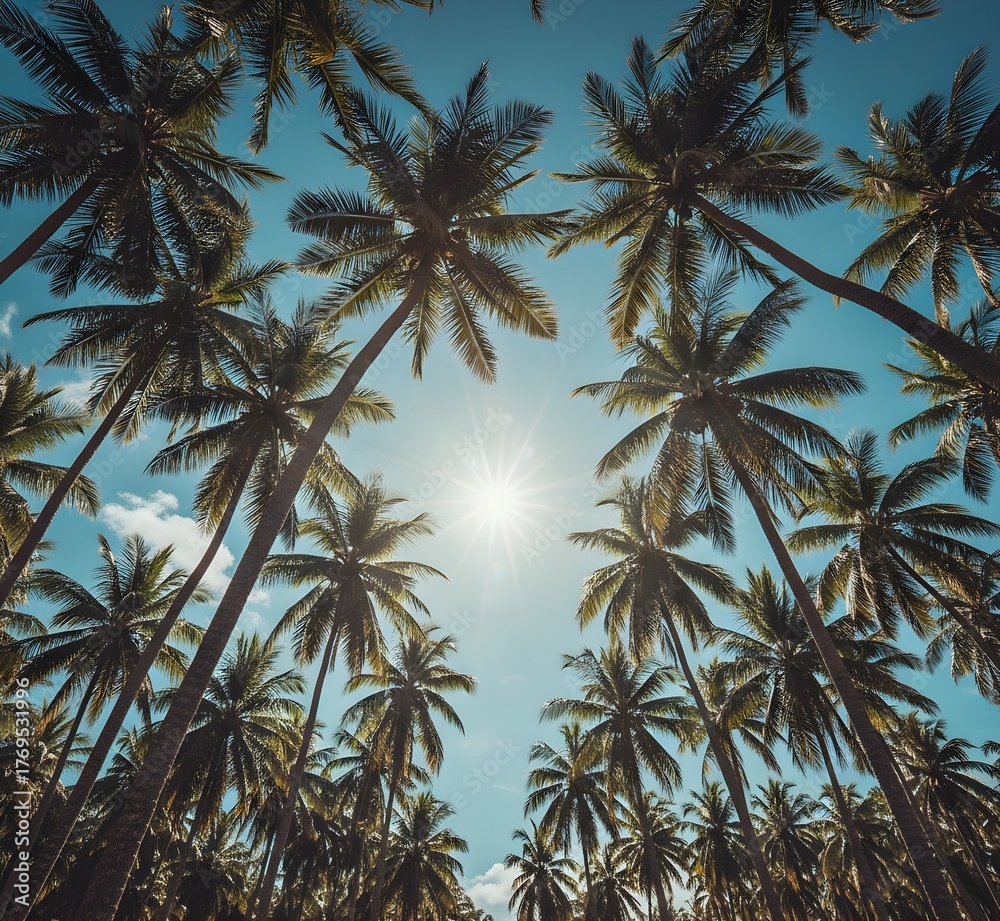 Fototapeta premium Views palm trees against the sky