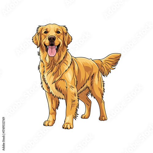 golden retriever isolated on white