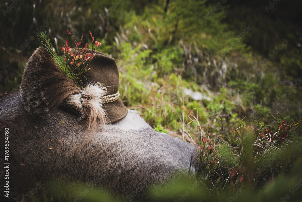 Obraz premium happy hunting - celebration with the hunting hat after the hunt of a red deer
