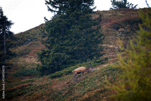 a red deer stag, cervus elaphus, on the mountains in the rutting season at a autumn morning