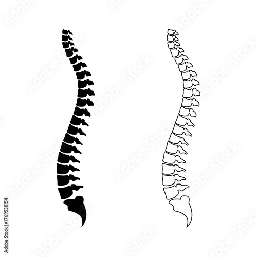 Spinal cord vector icon on transparent background 
