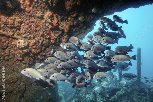 Swarm of young bicolor sweet lip, giant sweet lip, (Plectorhinchus albovittatus) seeking shelter in wreck, China wreck, Arabian Sea, Indian Ocean, Mirbat, near Salala, Dhofar Governorate, Oman