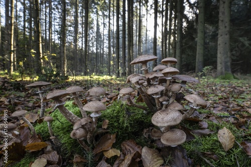 Brown honey fungus (Armillaria ostoyae) in spruce forest, Emsland, Lower Saxony, Germany