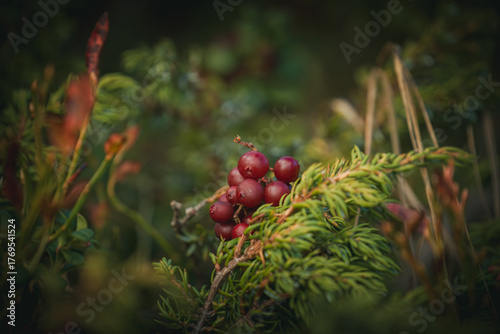 the harvest of delicious cranberries at a autumn day