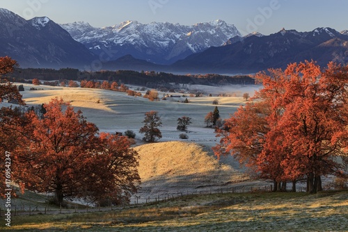 Autumn coloured trees, oaks, meadow, hoarfrost, morning light, Aidling, view of Zugspitze, Alpine foothills, Bavaria, Germany