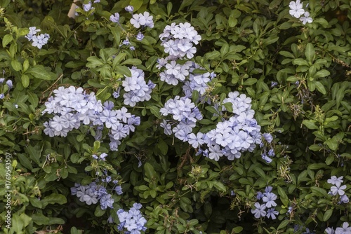 Cape plumbago (Plumbago auriculata), Sicily, Italy