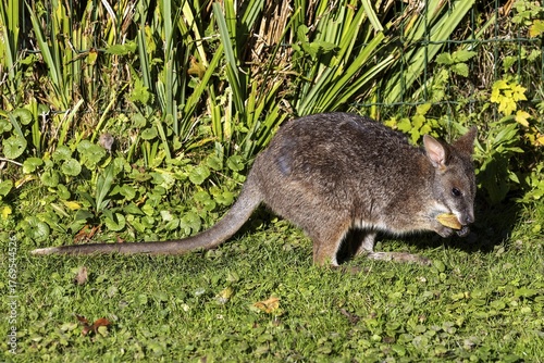 Kangaroo (Macropodidae), captive, Baden-Württemberg, Germany