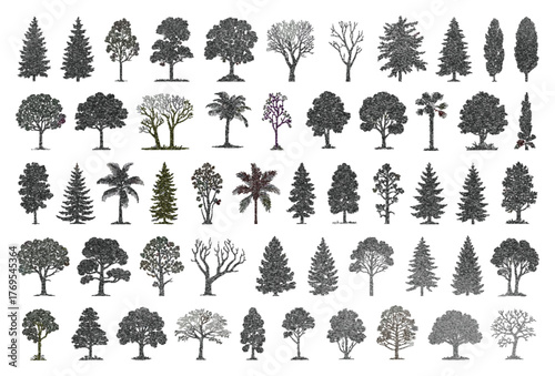 Coniferous Forest Vector Silhouettes, Isolated Pine and Fir Trees Set for Nature, Landscape, and Outdoor Design Projects