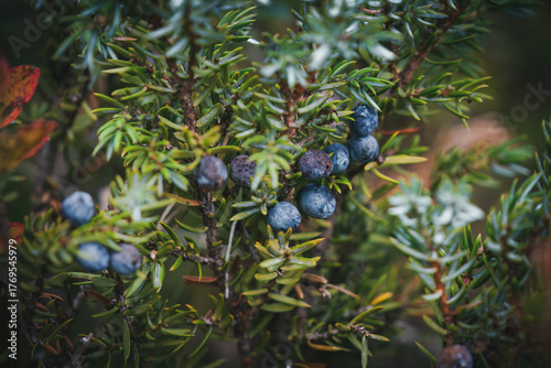 harvest of juniper berries, a special spice from the mountain meadow