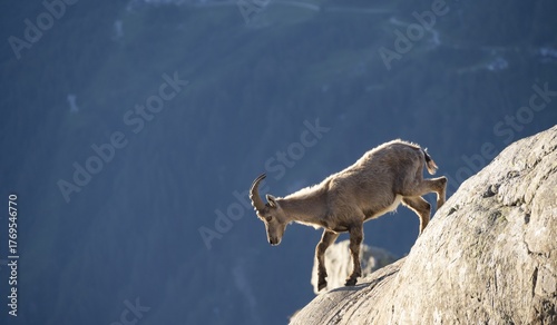 Alpine ibex (Capra ibex), standing on a rock, in the morning light, Mont Blanc massif, Chamonix, France
