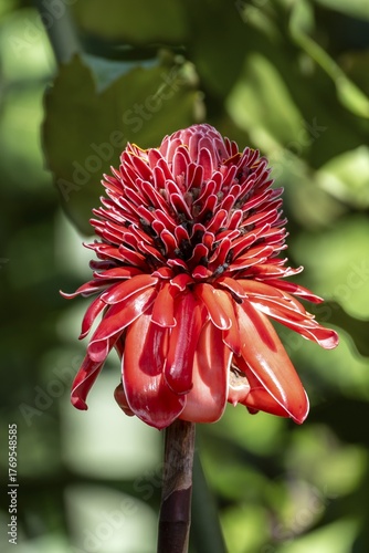 Torch ginger (Etlingera elatior), invasive plant species, Costa Rica