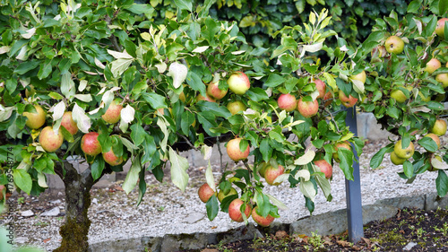 Closeup of Apples growing on espaliered trees, Cumbria, England
