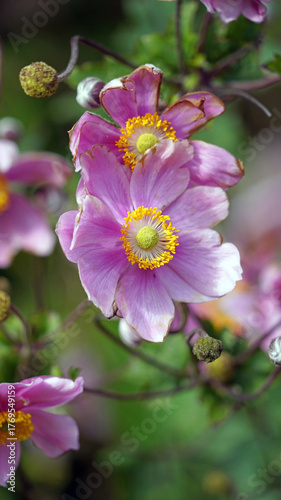 Macro side view of two pink Anemone flowers, Cumbria, England
