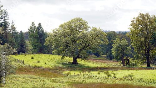 View of an Oak tree, Cumbria, England
