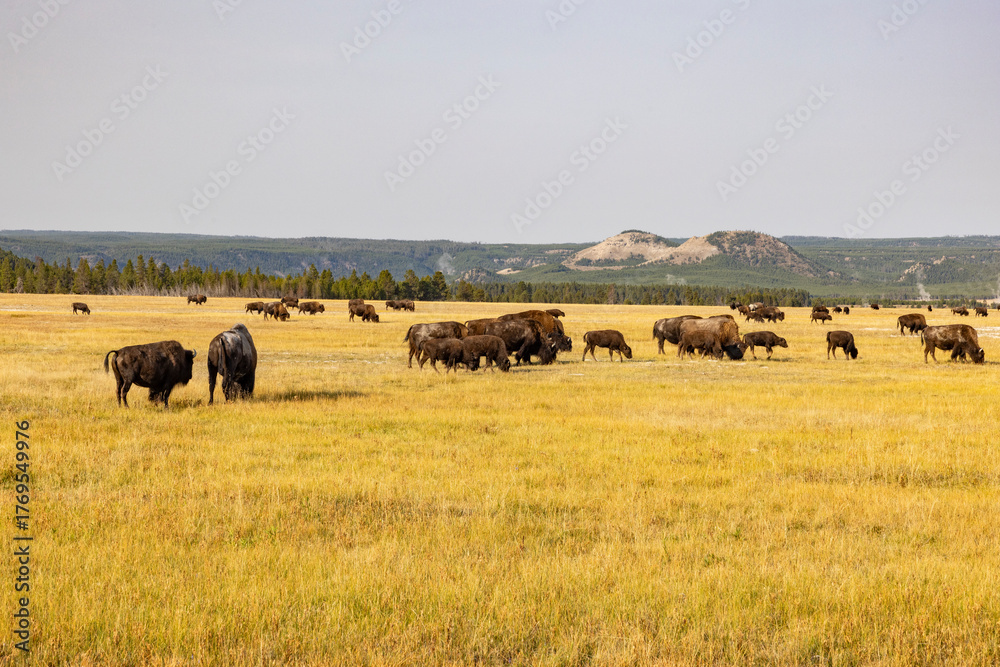 Obraz premium Yellowstone National Park 