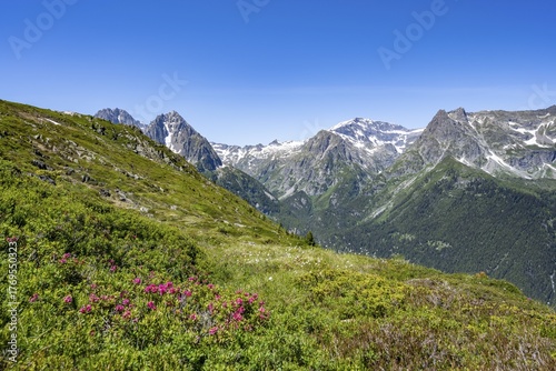Mountain panorama with alpine roses, Aiguille de Mesure and Aiguille de Chamois, hike to Aiguillette des Posettes, Chamonix, Haute-Savoie, France