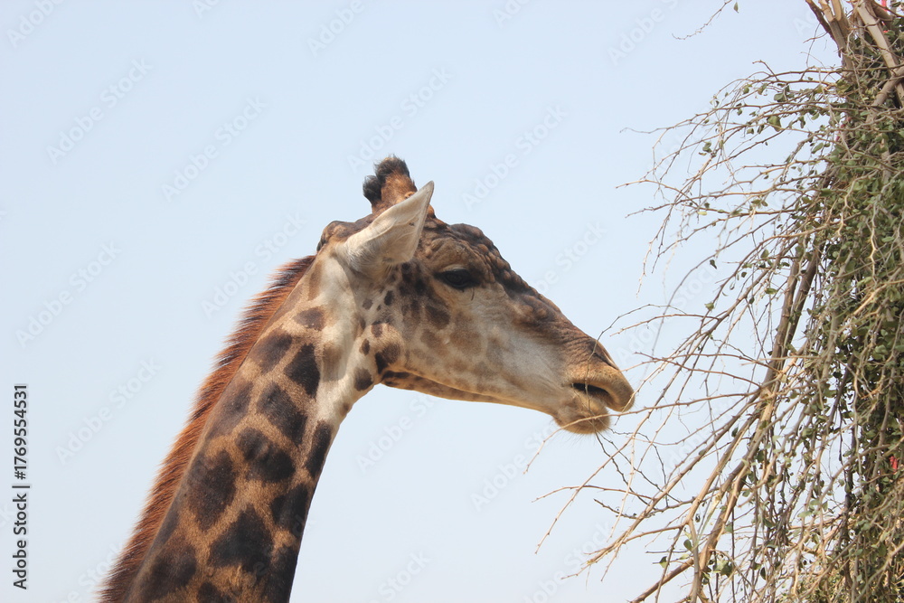 Obraz premium giraffe in the zoo