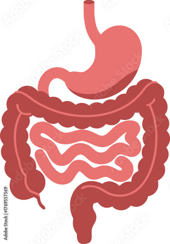 vector illustration of a human Digestive system