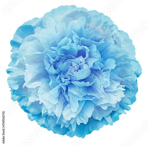 Peony flower  on white isolated background with clipping path. Closeup. For design. Nature.