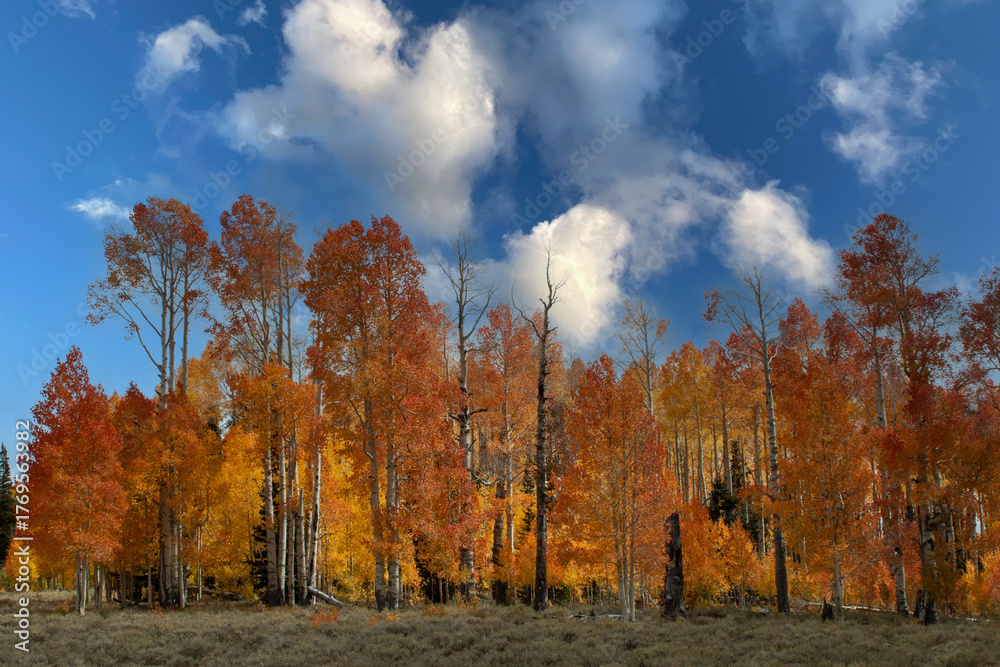 Fototapeta premium Indian Summer, Autumn