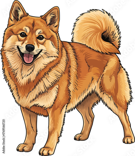 Finnish Spitz dog standing happy panting smiling vector illustration