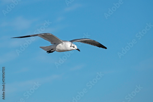 Laughing Gull searches for food as it glides in a blue sky.