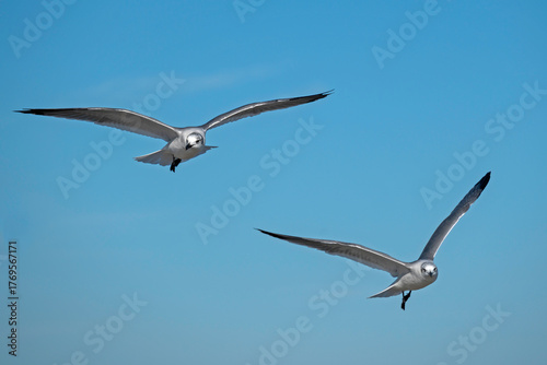 Two adult Laughing Gulls flying close together in a cloud-streaked blue sky.