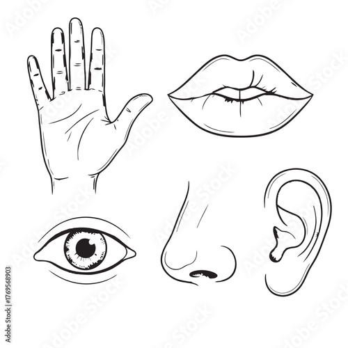 Collection of five hand drawn sketches representing the five human senses sight hearing touch smell and taste