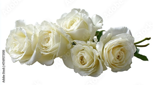 Elegante composizione di rose bianche, con i loro petali vellutati che si aprono in piena fioritura, adornati da foglie verdi scuro su sfondo bianco trasparente.