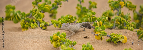 Konstfotografi Namaqua Chameleon, Chamaeleo namaquensis, standing on the sand in the Namib dese