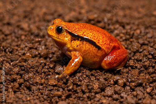 A Tomato frog (Dyscophus antongilii) native to Madagascar on moist soil. This terrestrial amphibian is known for its vivid orange-red coloration, an example of aposematism.