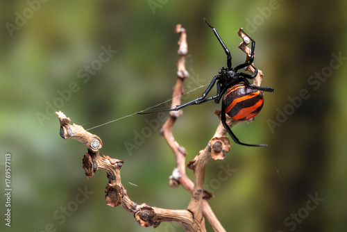 A close-up of a black widow spider (Latrodectus).