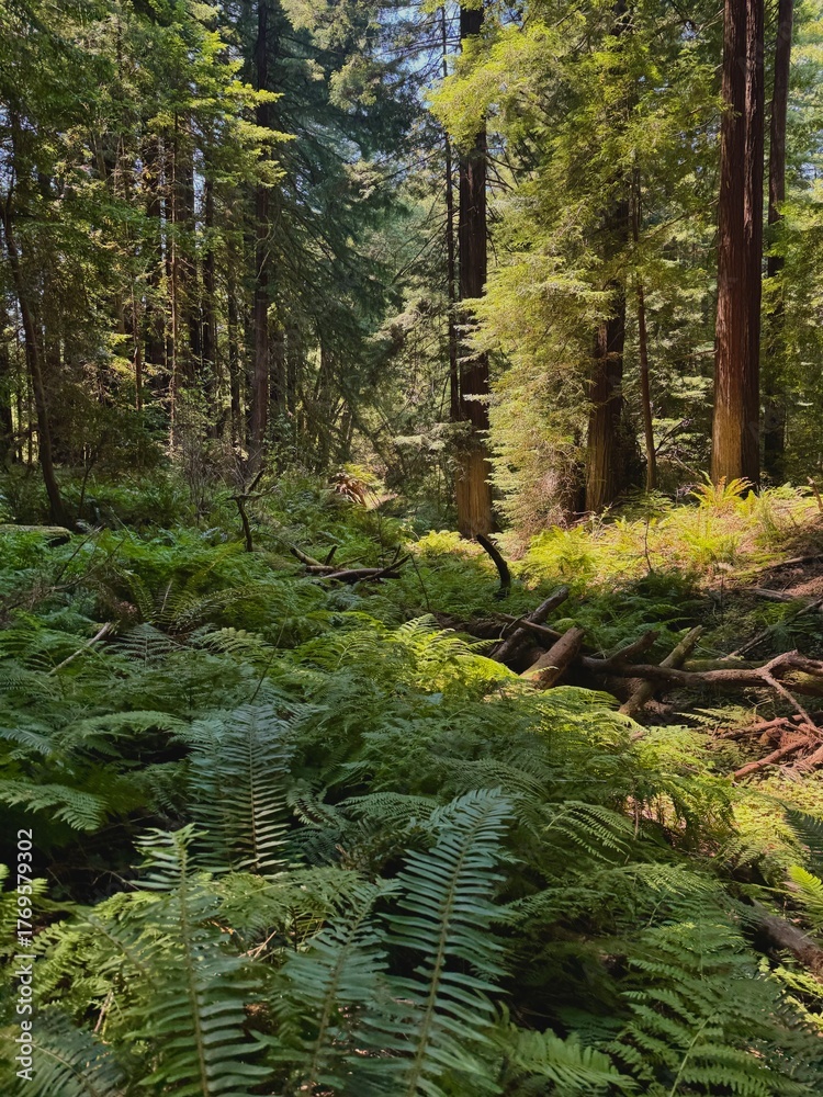 Obraz premium redwood forest