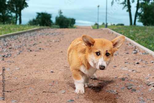 Red corgi with its dirty nose standing on a gravel path in park