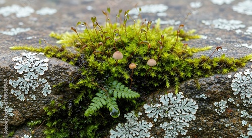 Moss and Lichen on a Stone Surface in Nature.