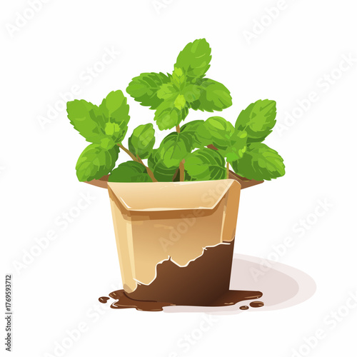 A cluster of fresh mint leaves grows out of a small, cracked, oil-stained cardboard takeout container.