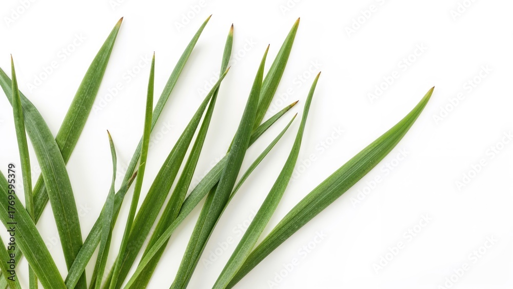 Obraz premium Long green leaves of daffodils or primroses, isolated on a white background