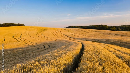Golden wheat field at sunset with rolling hills and blue sky agricultural landscape vast expanse